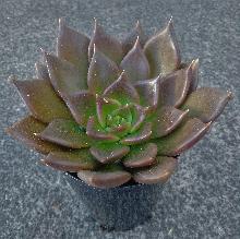 Echeveria_'Black_Prince'